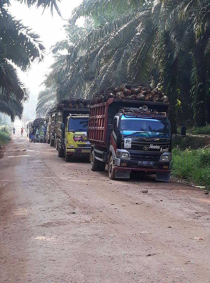 Harga TBS Tingkat Pabrik Bengkulu Naik Rp 20/Kilogram