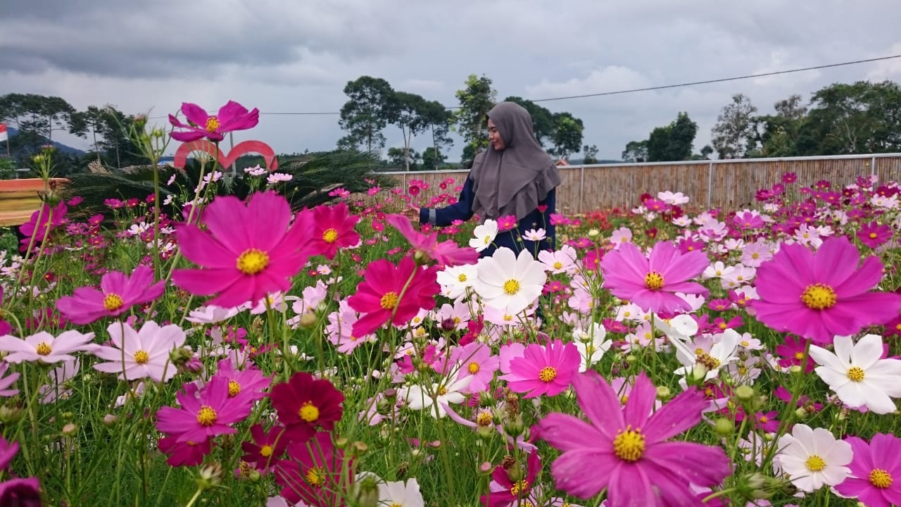 Menikmati Keindahan Taman Bunga D’Syandana