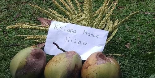Kelapa Lokal Manna  Jadi Unggulan Bengkulu