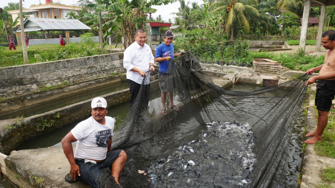 Budidaya Ikan Patin Terus Berjalan, Ini Buktinya
