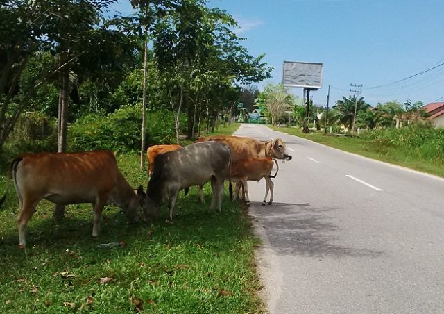 Pemerintah Desa Diminta Membuat Perdes Ternak