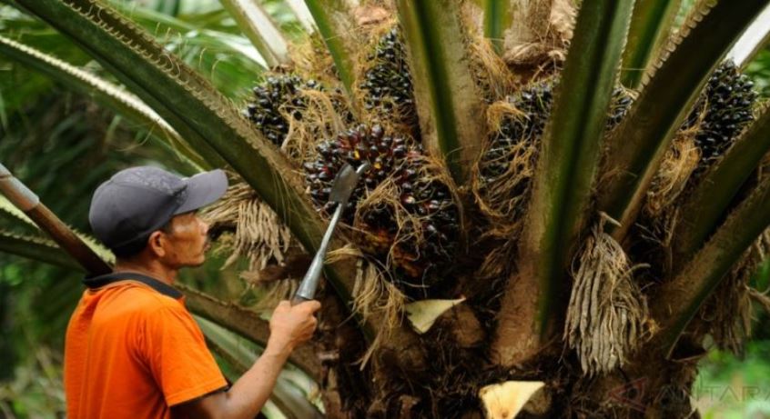 Pertamina Kembangkan BBM Berbasis Kelapa Sawit