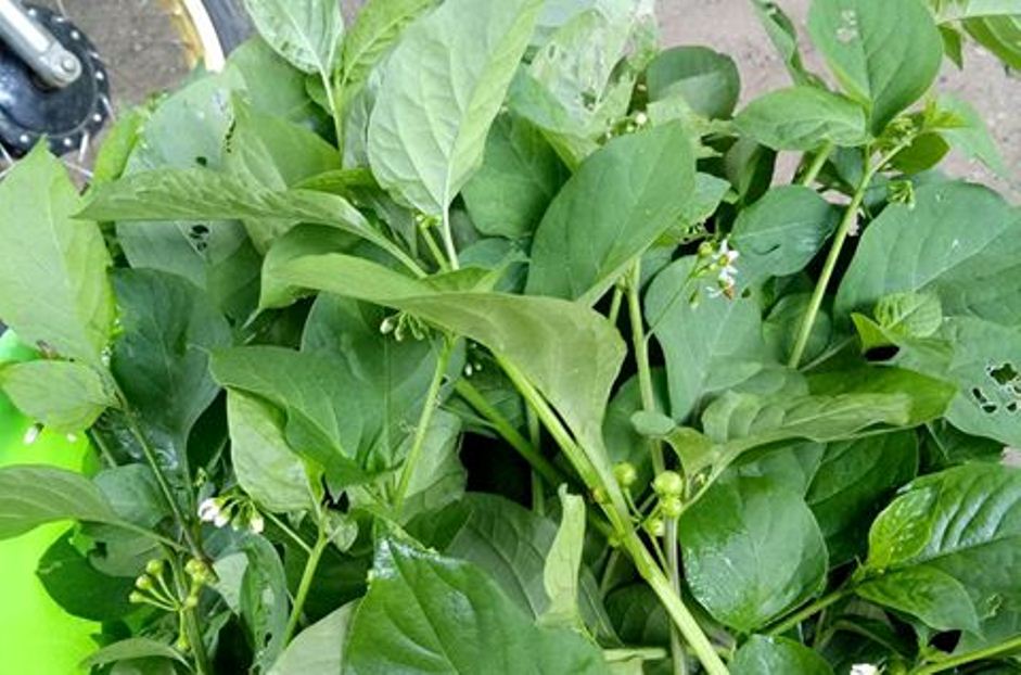 Pucuk Lumai, Simak 10 Manfaatnya