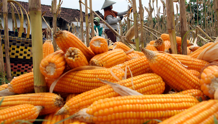 58 Ton Benih Jagung Bisi 226 Siap Disalurkan