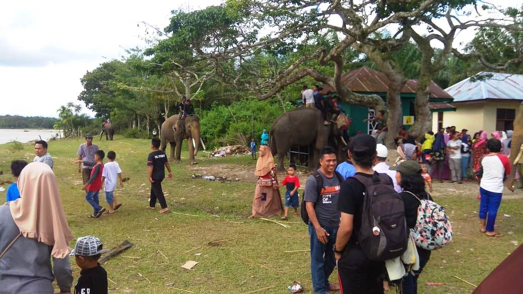 Serunya Berwisata ke Pusat Latihan Gajah Seblat
