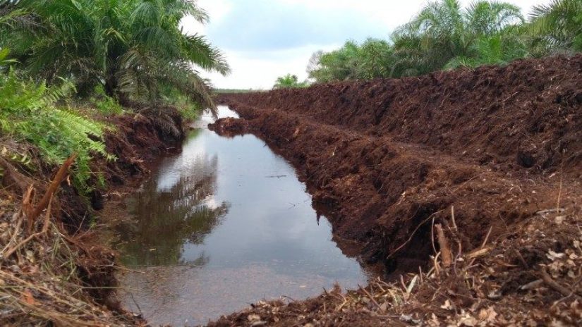Sinergi Ilmu Pengetahuan dan Kearifan Lokal untuk Pengelolaan Lahan Gambut Berkelanjutan