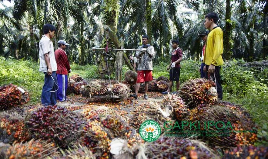Peremajaan Kebun Sawit Rakyat Meremajakan Harapan