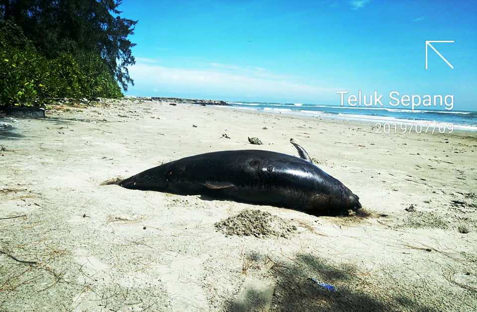 Menyedihkan, Lumba-lumba Ditemukan Mati di Dekat Proyek PLTU