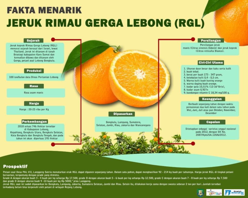 Infografik: Fakta Menarik Jeruk Rimau Gerga Lebong