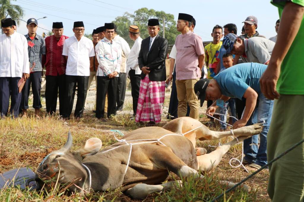 Polda Bengkulu Sembelih 37 Ekor Hewan Kurban