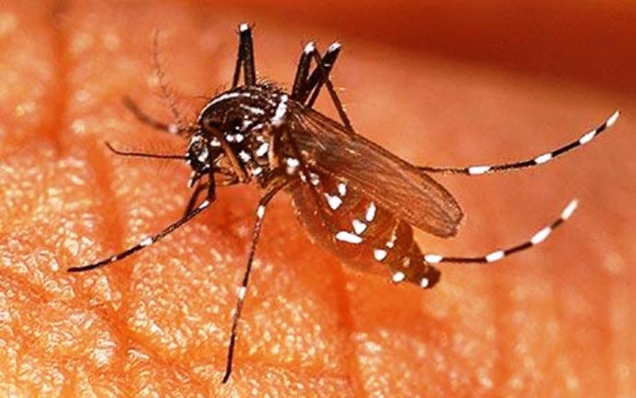 Fokus Kendalikan Malaria di Kota Bengkulu