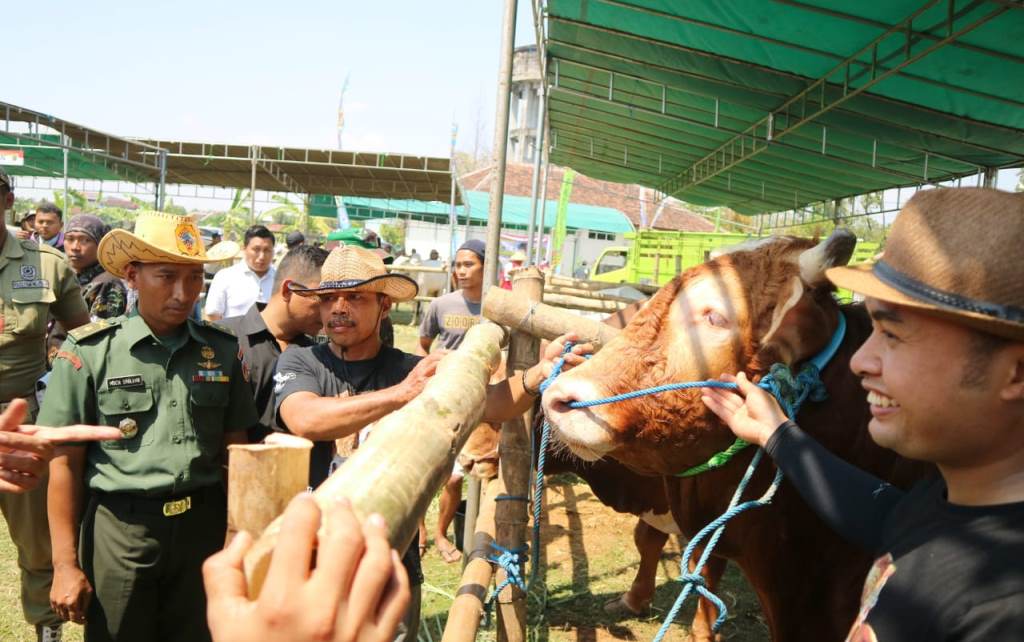 Ala Cow Boy, Pembukaan Lomba Ternak di Pati