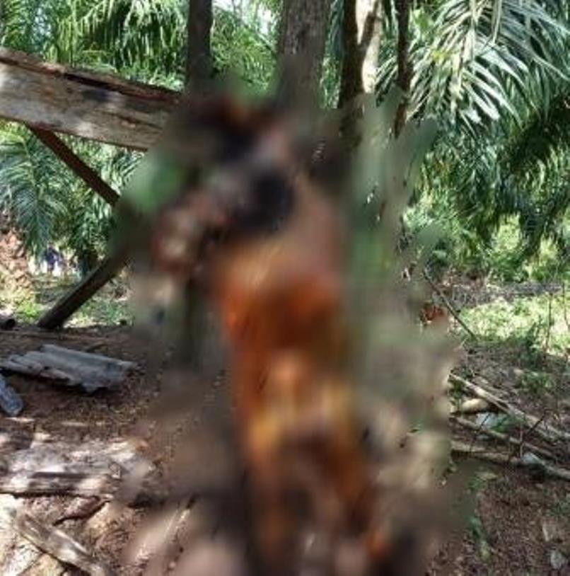 Ditemukan Mayat Perempuan Tanpa Busana di Bengkulu Selatan