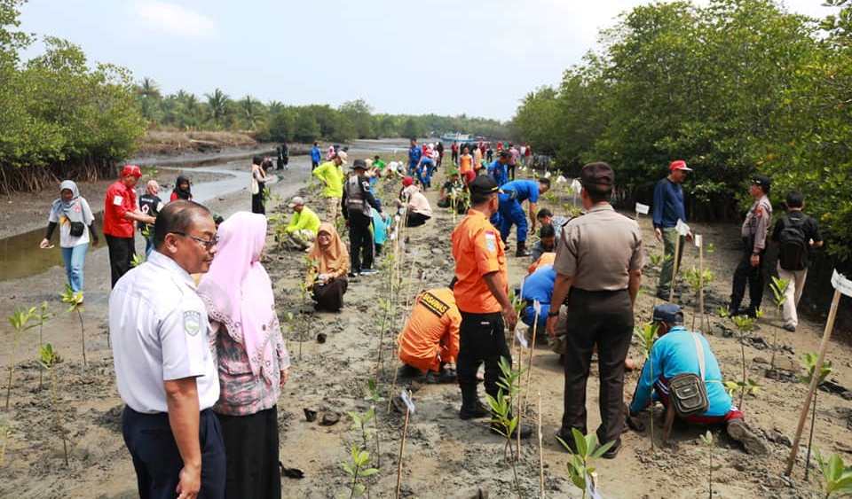Pemkot Bengkulu Bersama PMI Tanam 500 Bibit Mangrove
