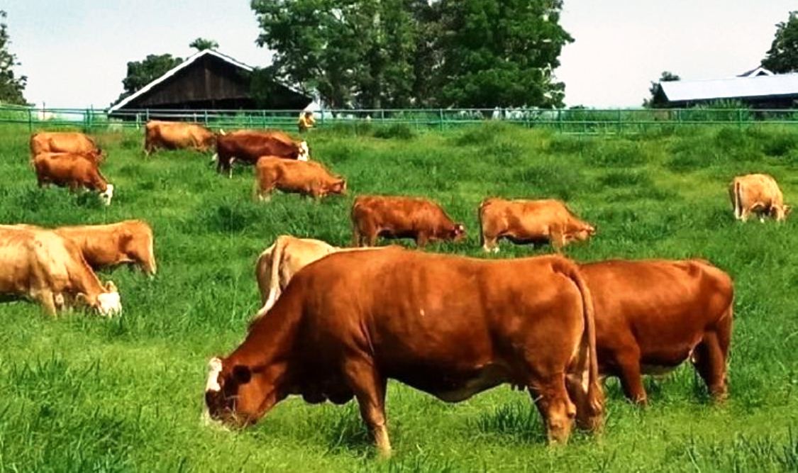 Bengkulu di Posisi Hijau Capaian Target Program Upsus Siwab