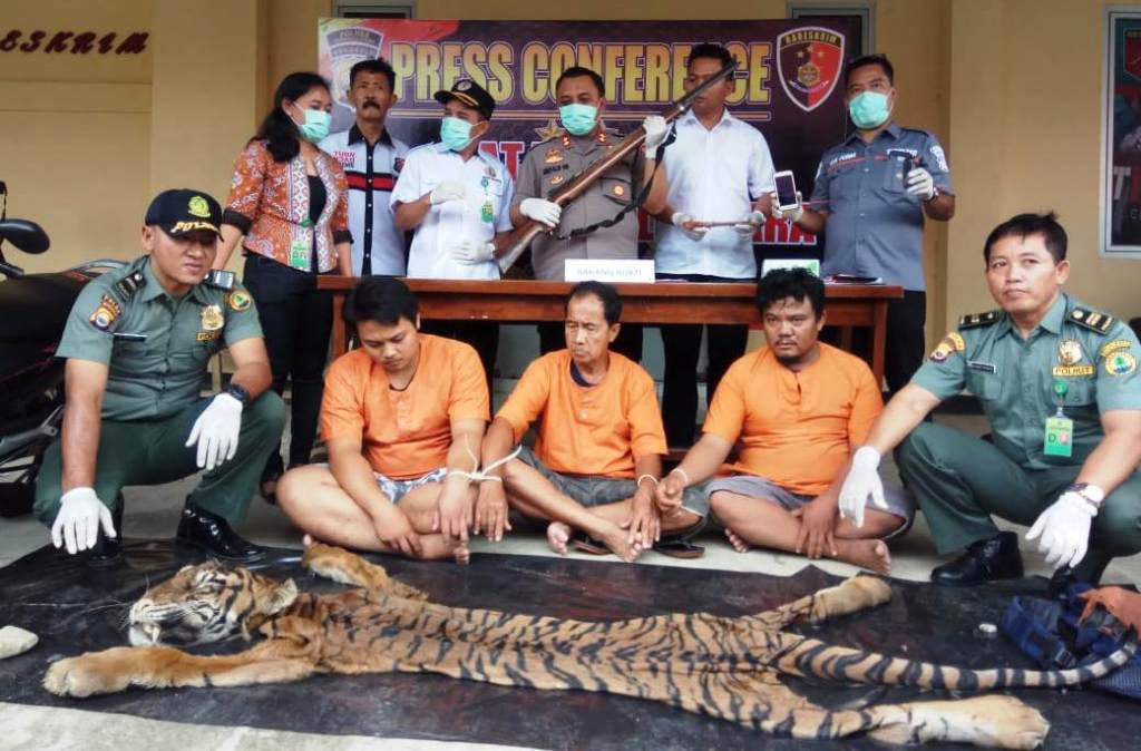 Spesialis Pemburu Kulit Harimau Ditangkap Polisi