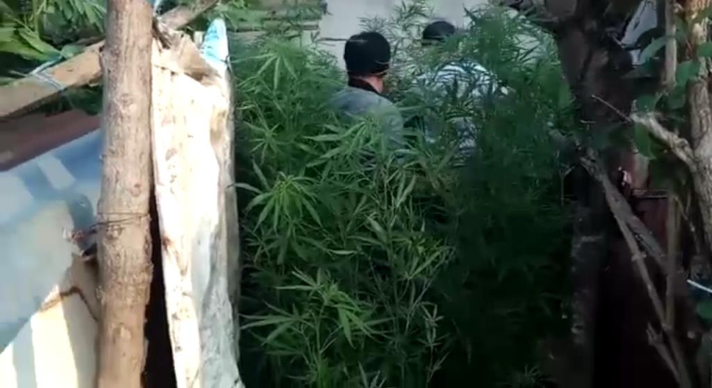 Polda Bengkulu Temukan Tanaman Ganja di Lingkar Barat