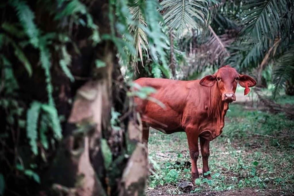 Beternak di Kebun Sawit