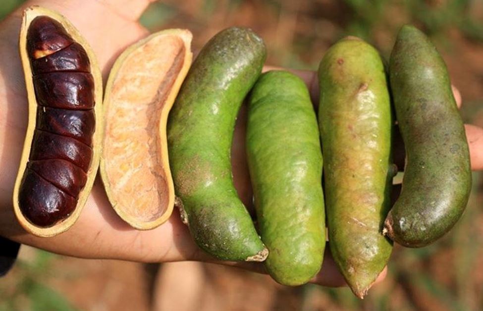 Dibalik Efek Bau Tak Sedap, Simak 8 Manfaat Kabau untuk Kesehatan