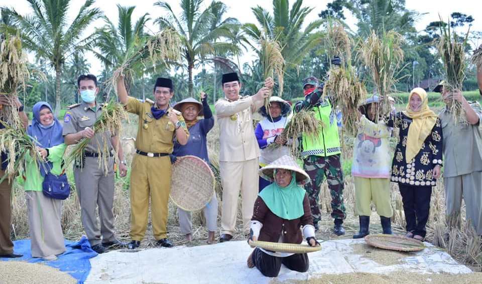 Bupati Hijazi Panen Raya di Talang Benih