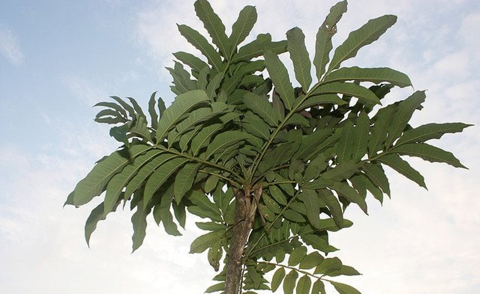 Banyak Tumbuh di Bengkulu, Daun Sungkai Bisa Tingkatkan Kekebalan Tubuh