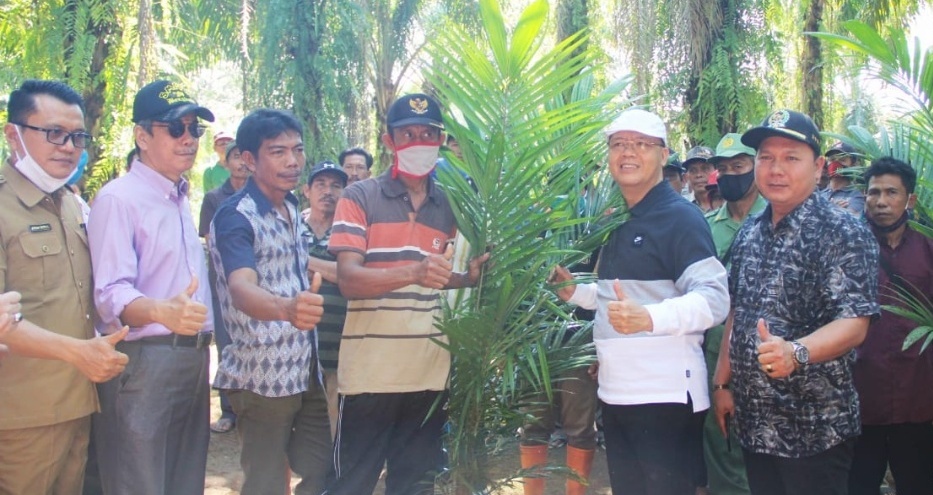 Tingkatkan Kesejahteraan Petani, Gubernur Rohidin Launching Replanting Kelapa Sawit