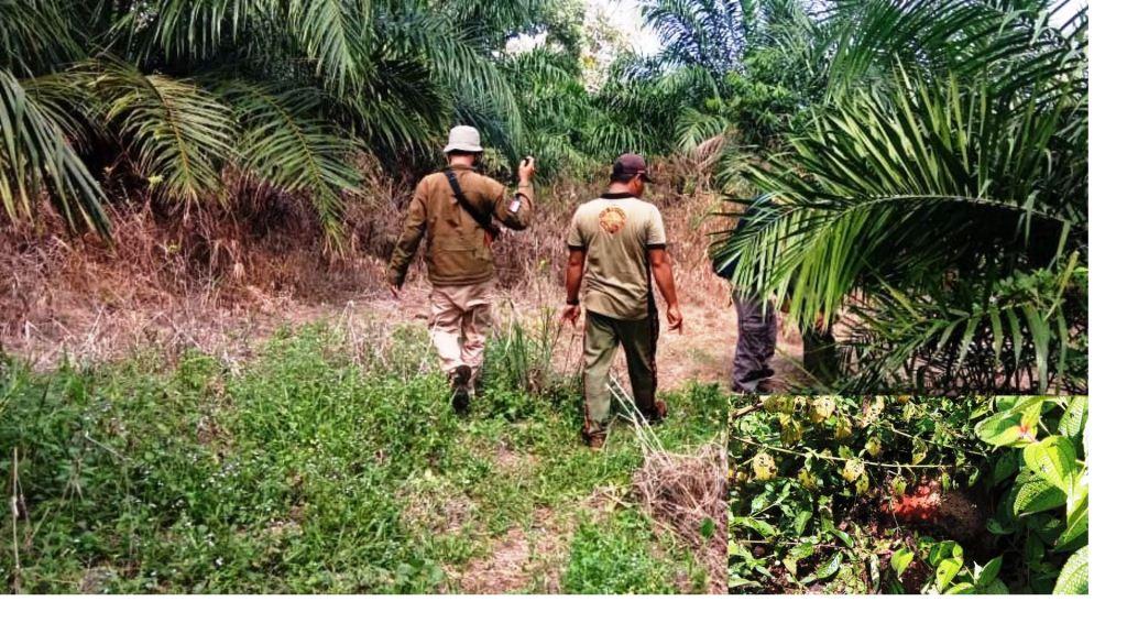 11 Ekor Kambing Mati di Seluma, Diduga Diterkam Harimau