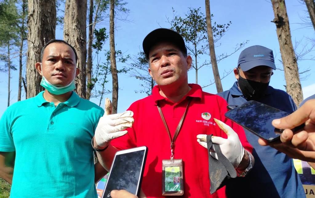 Formasi Dua Spesies Balai KSDA Bengkulu Atasi Gangguan Kawasan Konservasi