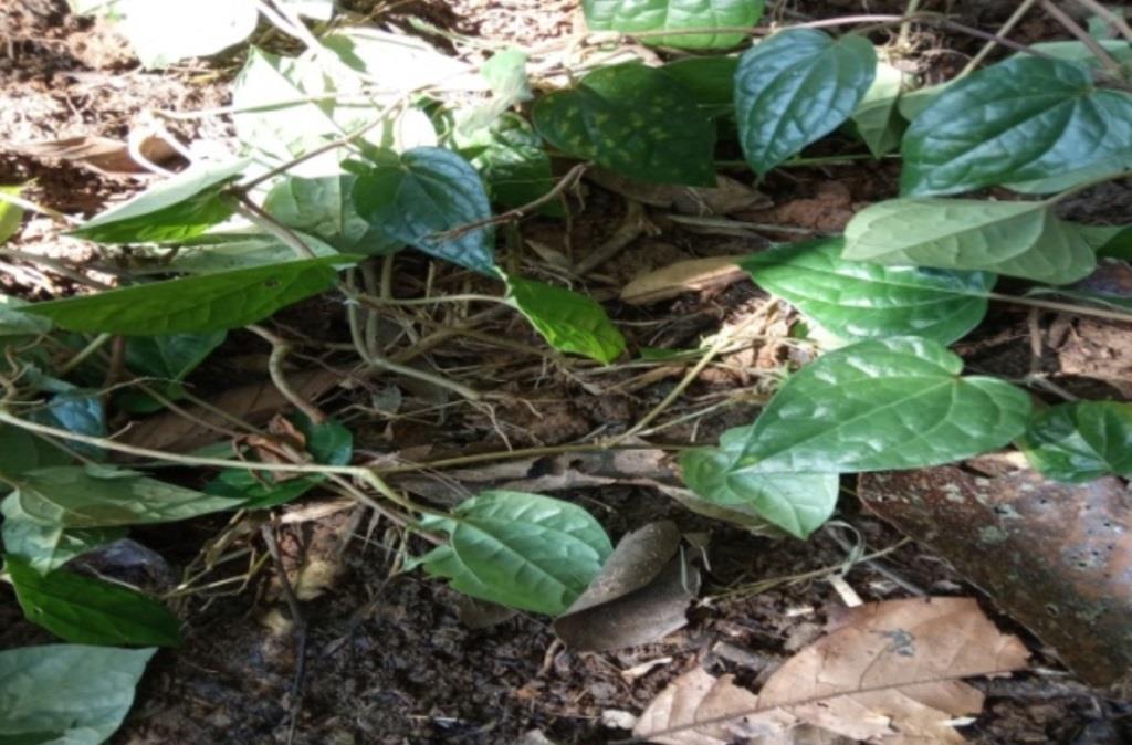 Mahaiswa UNIB Sulap Daun Sirih dan Kain Percah Sebagai Penangkal Corona