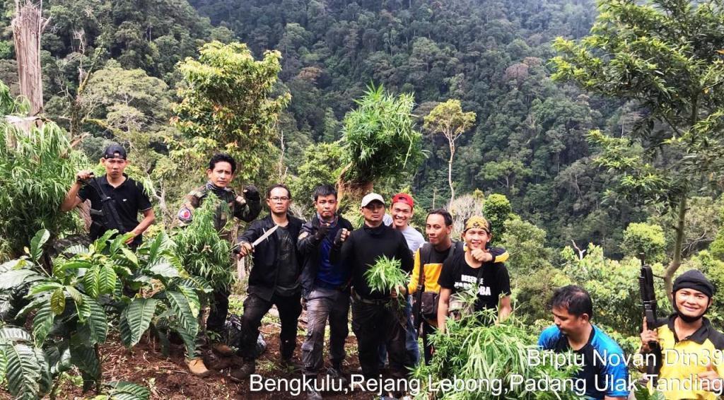 Respon Informasi, Dit Narkoba Berhasil Temukan Tanaman Ganja di Selingan Kebun Kopi