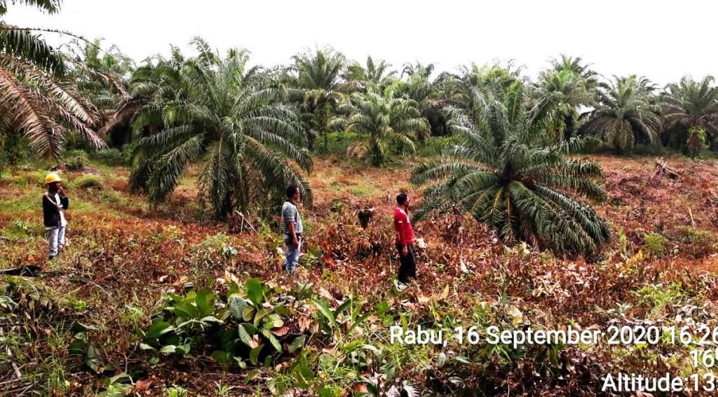 Tebas Lahan Milik Perusahaan, Manager PT. Agro Muko Laporkan Warga ke Polisi