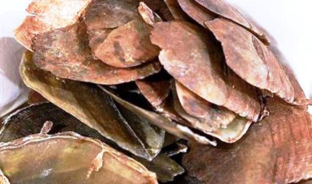 Jual Beli Bagian Tubuh Satwa Dilindungi, Dua Warga Kota Bengkulu Diamankan Polisi