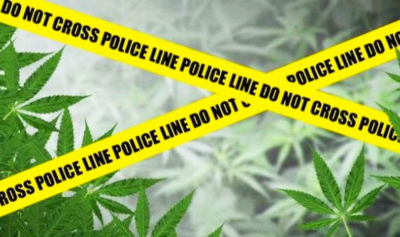 Kuasai Ganja, Pemuda Pino Raya Diamankan Polisi