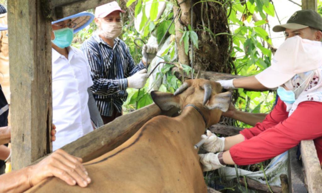 Program Satu Keluarga Satu Sapi Ditolak DPRD Bengkulu Selatan