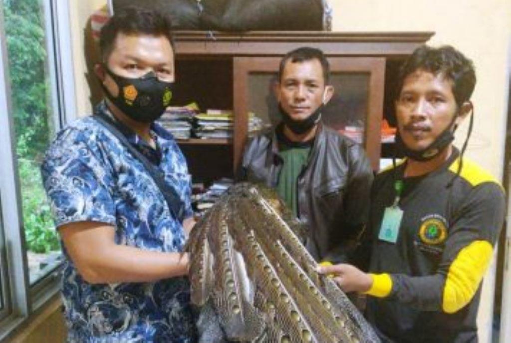 Burung Kuau Satwa Langka yang Terkena Jerat Warga Kaur Diserahkan ke Polisi