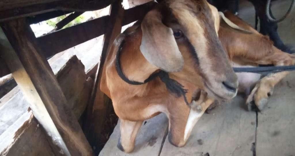 Curi 8 Ekor Kambing dalam Kandang, 2 Warga Seluma Diciduk Polisi