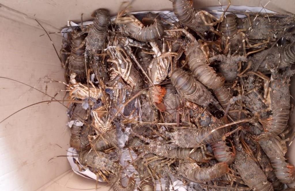 Usai Panggil Bupati Kaur, KPK Sasar Kepala DKP Dalami Kasus Suap Benur