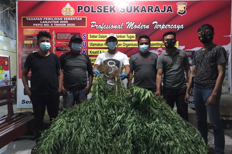 Polisi Temukan Dua Lokasi Ladang Ganja di Seluma