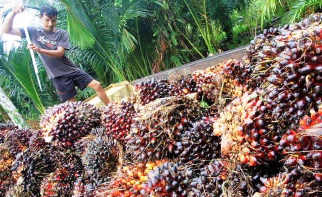 Jelang HUT, Harga TBS Sawit di Mukomuko Masih Bertahan Tinggi