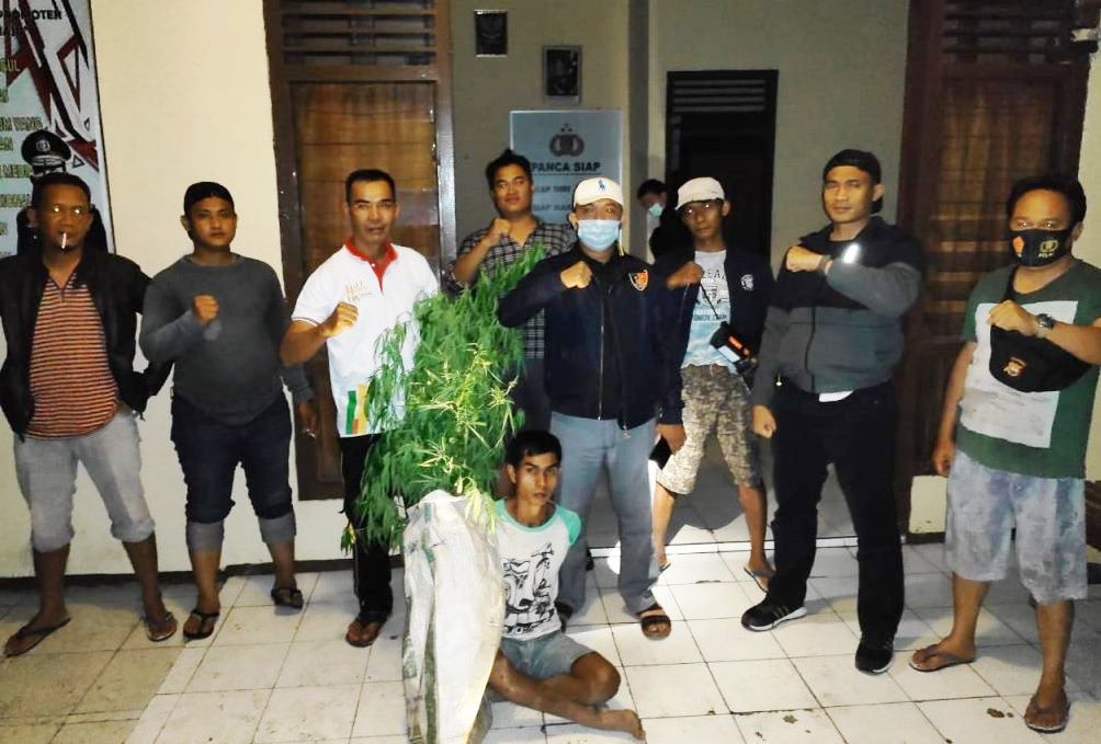 Petani Kopi di Kepahiang Kedapatan Tanam Ganja