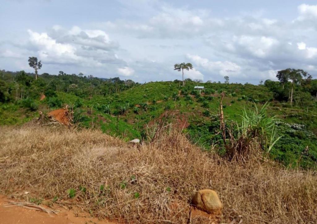 Habitat Gajah di Bengkulu Terancam, FKGI Desak Penegakan Hukum