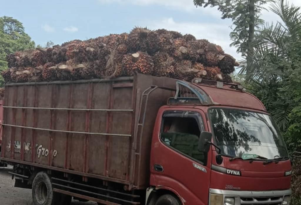 Pemprov Bengkulu Optimis Harga TBS Stabil hingga Rp 2.000 per Kg
