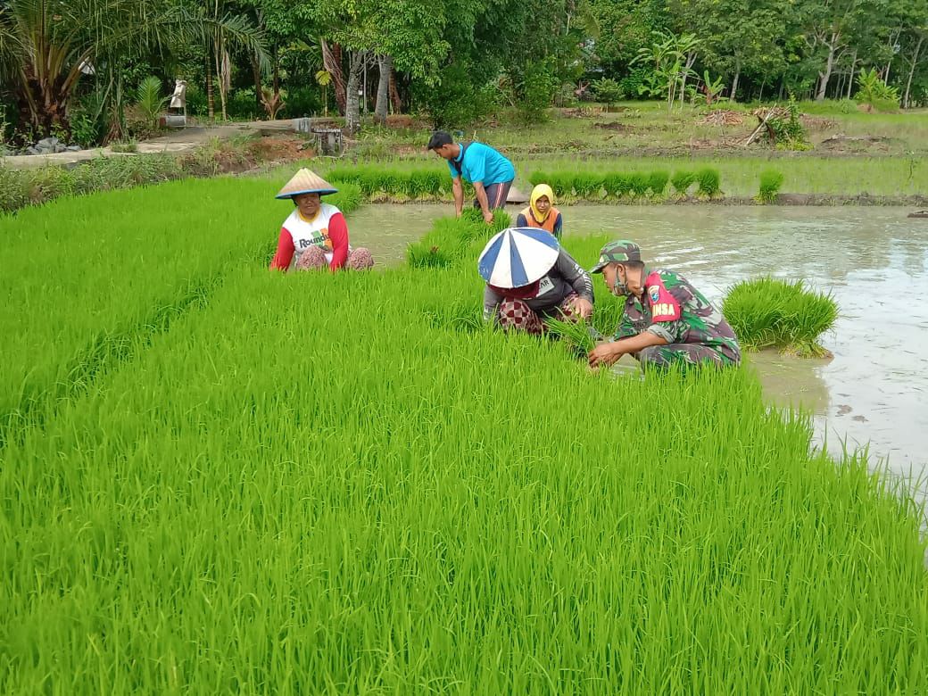 Ketahanan Pangan di Desa Binaan Perlu Didukung Babinsa