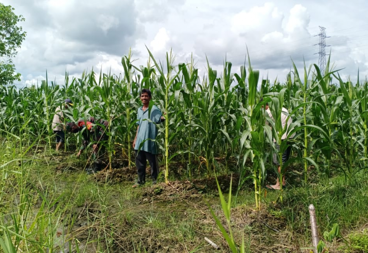 Demi Ketahanan Pangan, Anggota Koramil Jungkat dan warga Tanam Jagung