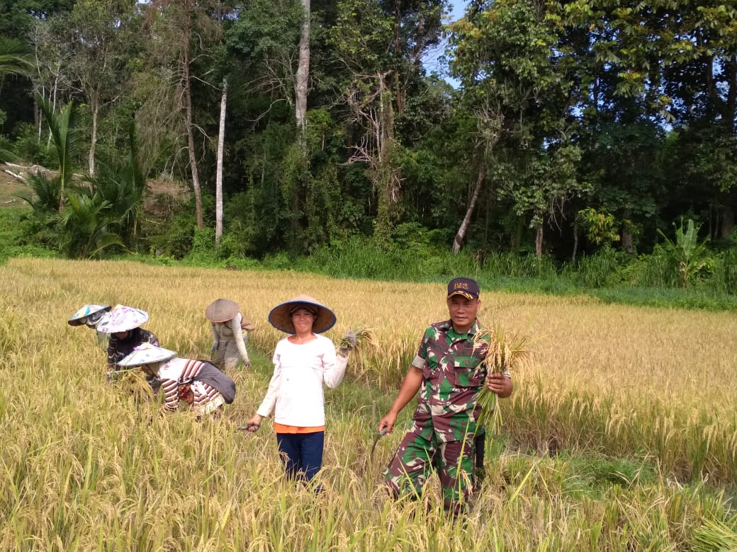 Babinsa Menjalin Dampingi Petani Panen Padi