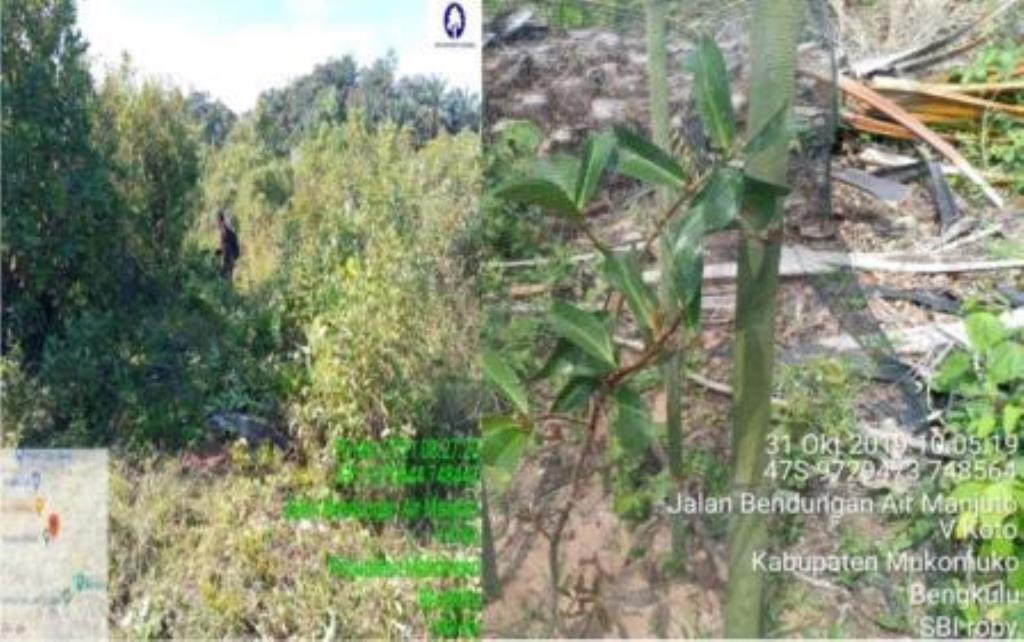 Hak Jawab PT Sipef Biodiversity Atas Berita “Warga Sayangkan Program Tanaman Buah di Bendungan Air Manjunto Gagal Tumbuh”