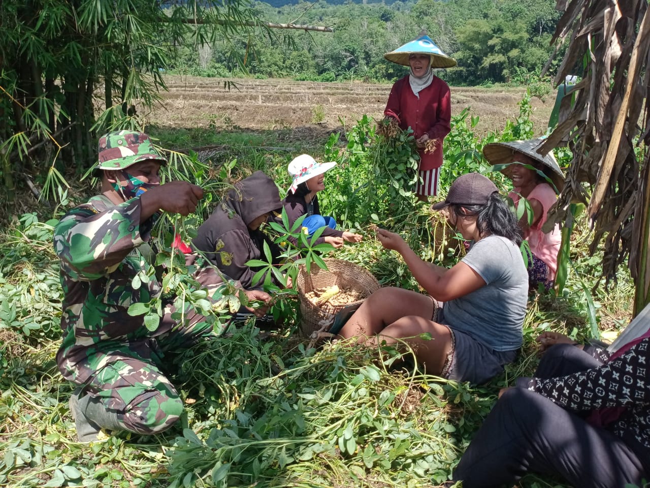 Babinsa Koramil Toho Bantu Warga Panen Kacang Tanah