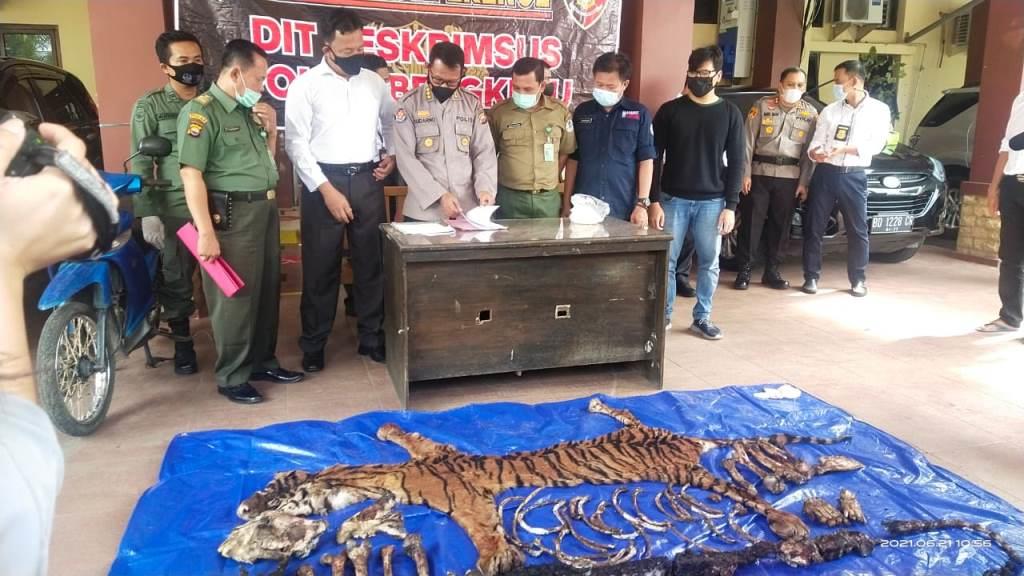 Kuliti dan Berniat Jual Harimau Sumatra, Warga Benteng Ditangkap Polisi