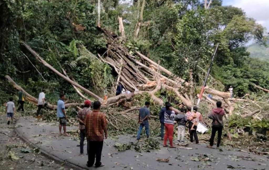Pohon Tumbang di Jalur Bengkulu-Kepahiang, 2 Orang Dilaporkan Meninggal Dunia