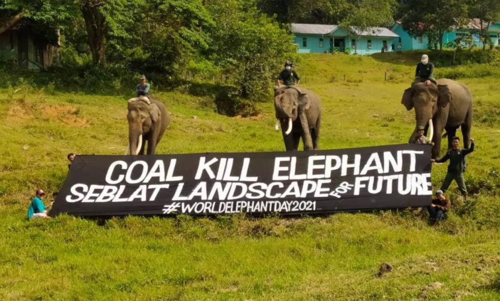 Masa Depan Gajah Sumatera dalam Kepungan Tambang Batu Bara